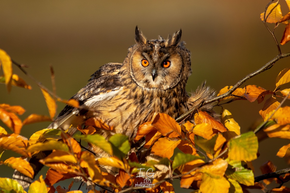 1DX43906 21 november 2021 1343 09